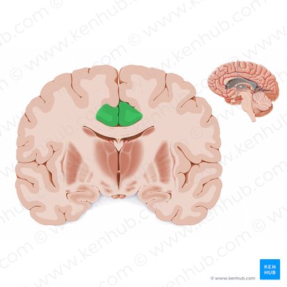Gyrus cingulaire (Gyrus cinguli); Image : Paul Kim