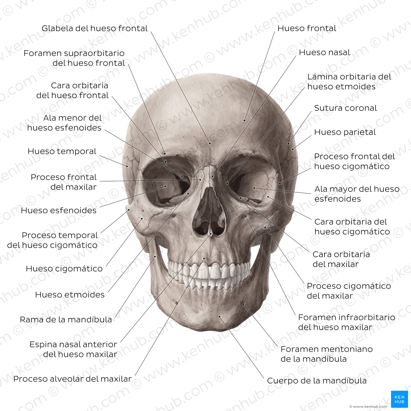 Huesos de la cara (Viscerocráneo): Anatomía y estructura | Kenhub