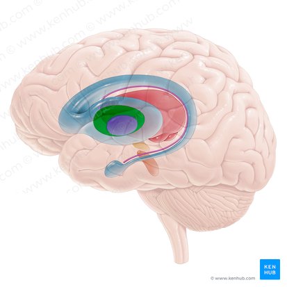 Lateral segment of globus pallidus (Globus pallidus lateralis); Image: Paul Kim