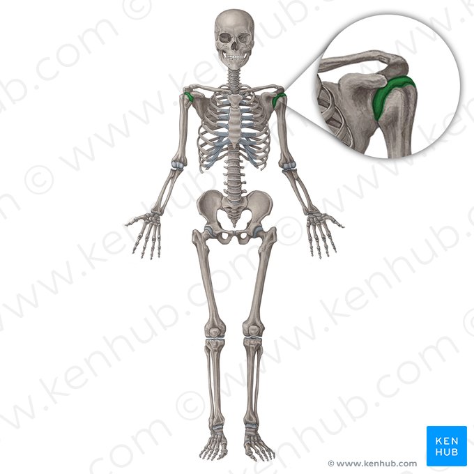 Glenohumeral joint (Articulatio glenohumeralis); Image: Irina Münstermann