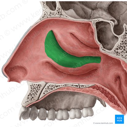 Meato nasal médio (Meatus nasalis medius); Imagem: Yousun Koh