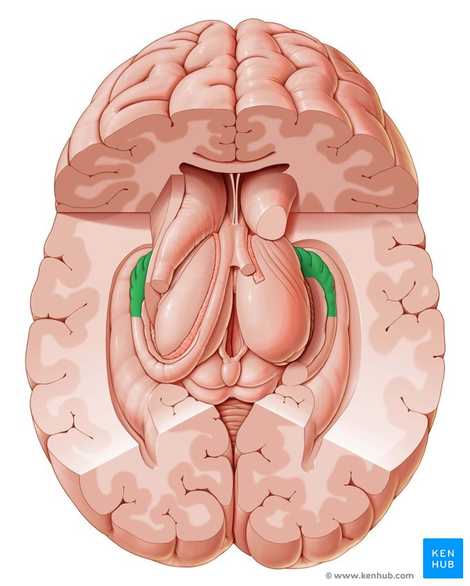 Hippocampus (Gedächtniszentrum) - kraniale Ansicht