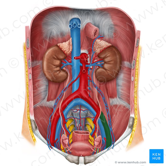 Arteria ilíaca externa izquierda (Arteria iliaca externa sinistra); Imagen: Irina Münstermann