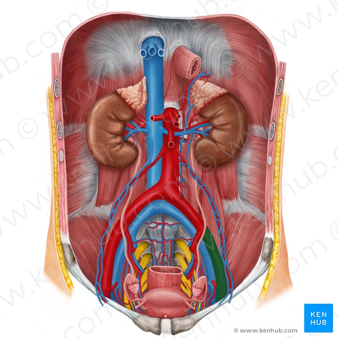 Left external iliac artery (Arteria iliaca externa sinistra); Image: Irina Münstermann