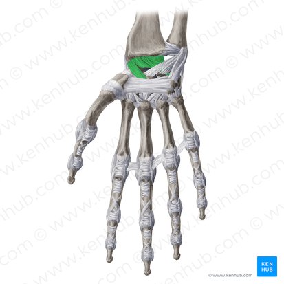 Ligamentum radiocarpeum palmare (Hohlhandseitiges Speichen-Handwurzel-Band); Bild: Yousun Koh