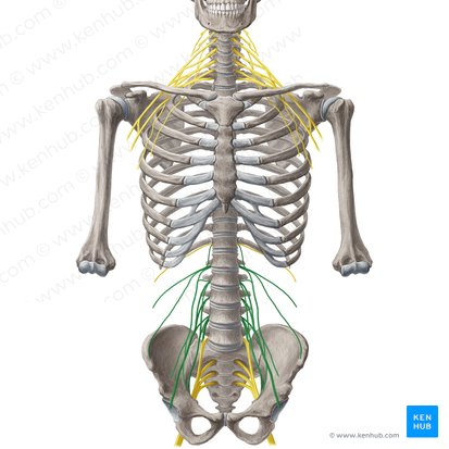 Plexo lumbar (Plexus lumbalis); Imagen: Liene Znotina