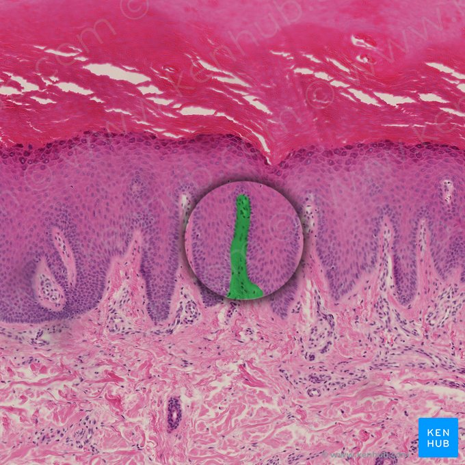 Papila dérmica (Papilla dermis); Imagen: 