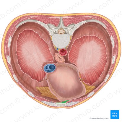 Mediastinum anterius (Vorderes Mediastinum); Bild: Brendon Farley