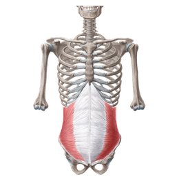 Muscles de la paroi abdominale