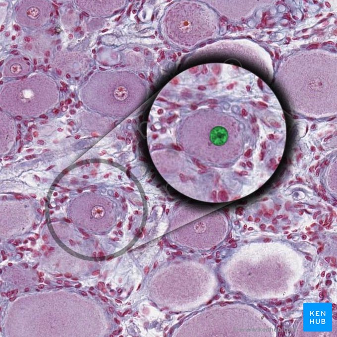 Núcleo de célula ganglionar (Nucleus neuri ganglionaris); Imagen: 