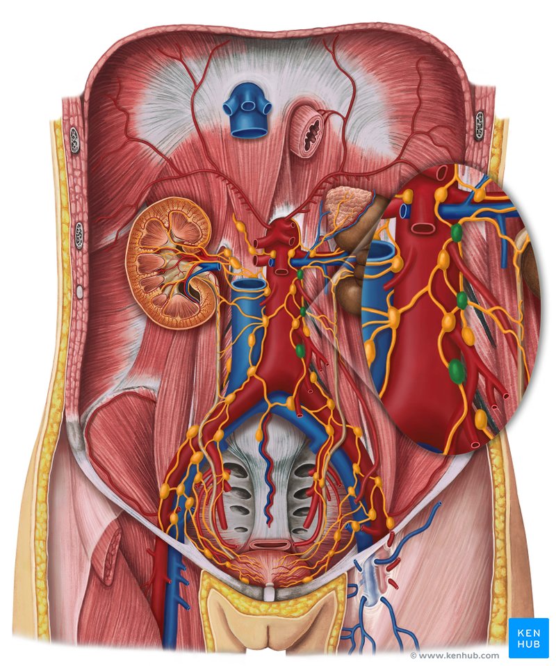 Lateral aortic lymph nodes (green) - ventral view