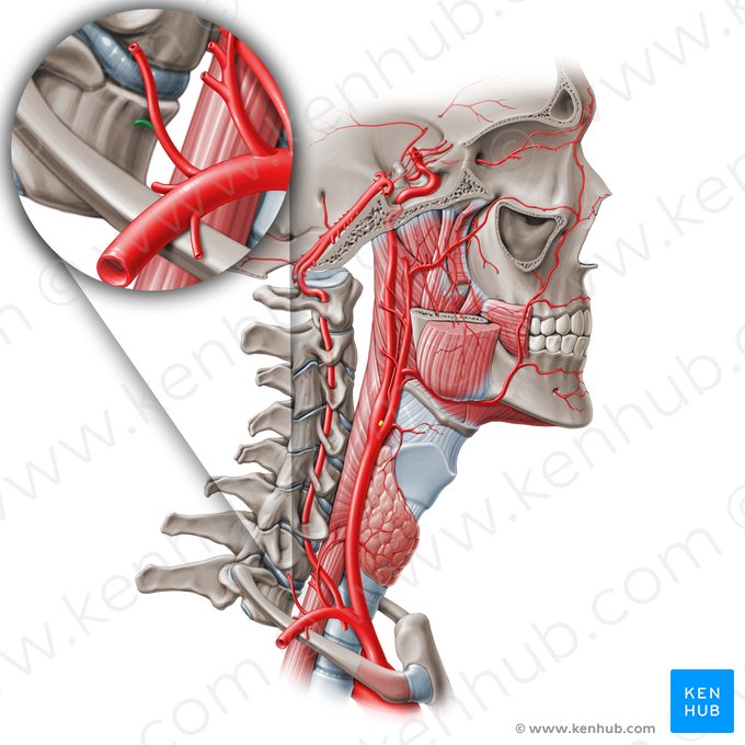 Supreme intercostal artery (Arteria intercostalis suprema); Image: Paul Kim