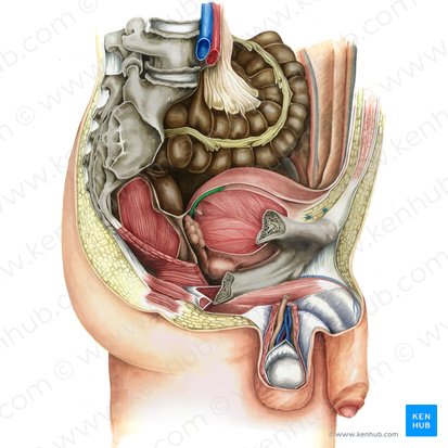 Canal déférent droit (Ductus deferens dexter); Image : Irina Münstermann