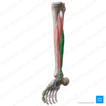 Músculo flexor longo do hálux (Musculus flexor hallucis longus); Imagem: Liene Znotina