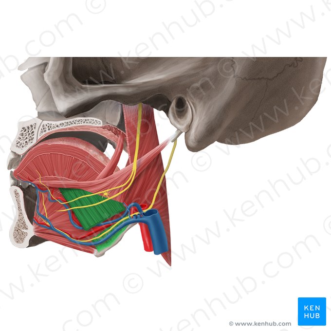 Hyoglossus muscle (Musculus hyoglossus); Image: Begoña Rodriguez