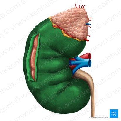 Renal capsule (Capsula fibrosa renis); Image: Irina Münstermann