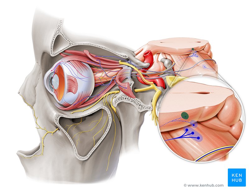 Edinger-Westphal nucleus - lateral-left view