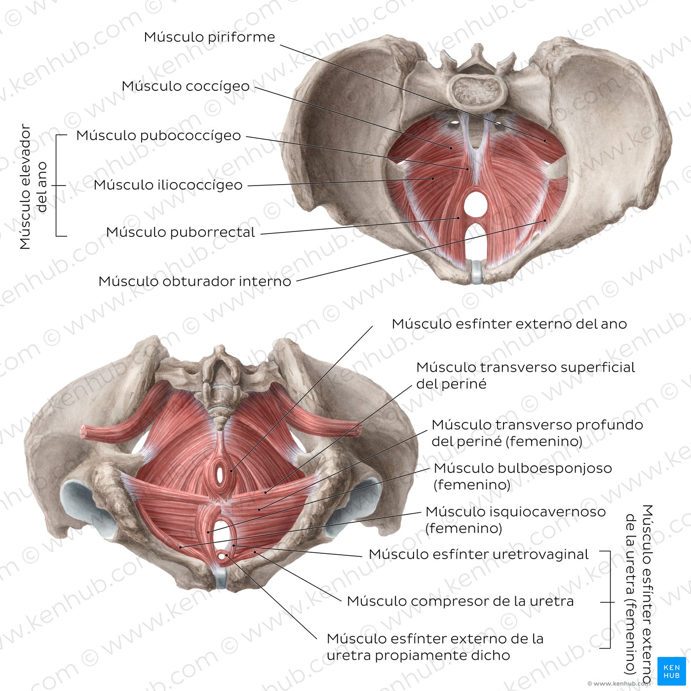 músculo isquiocavernoso