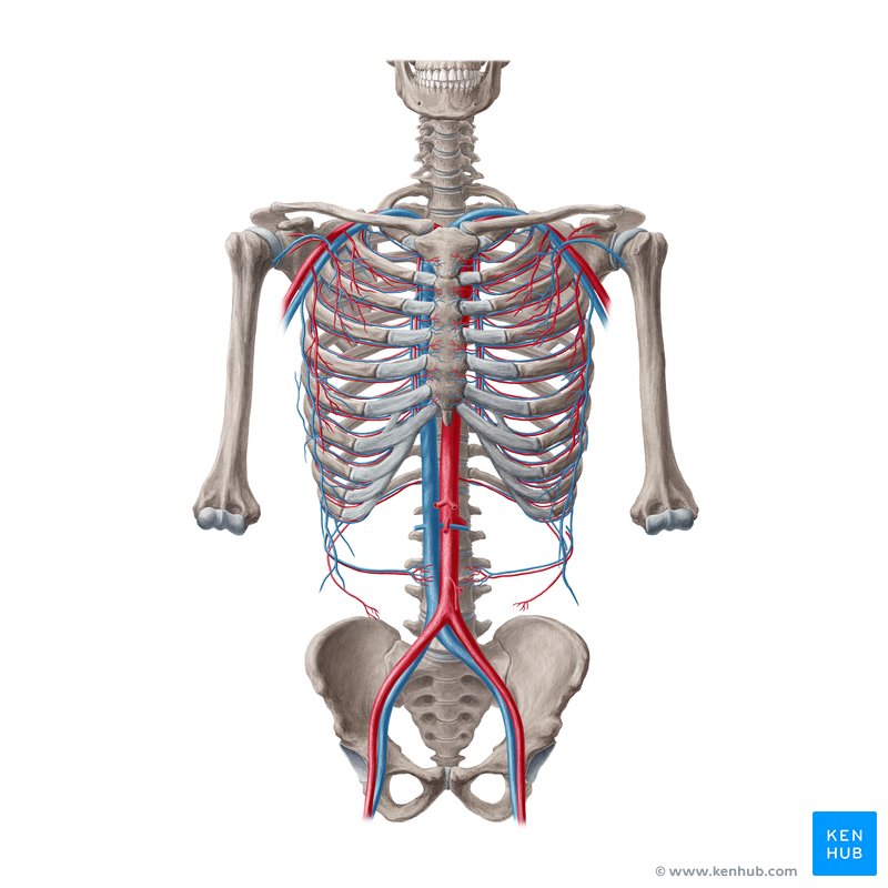 Arteries and veins of the thoracic wall