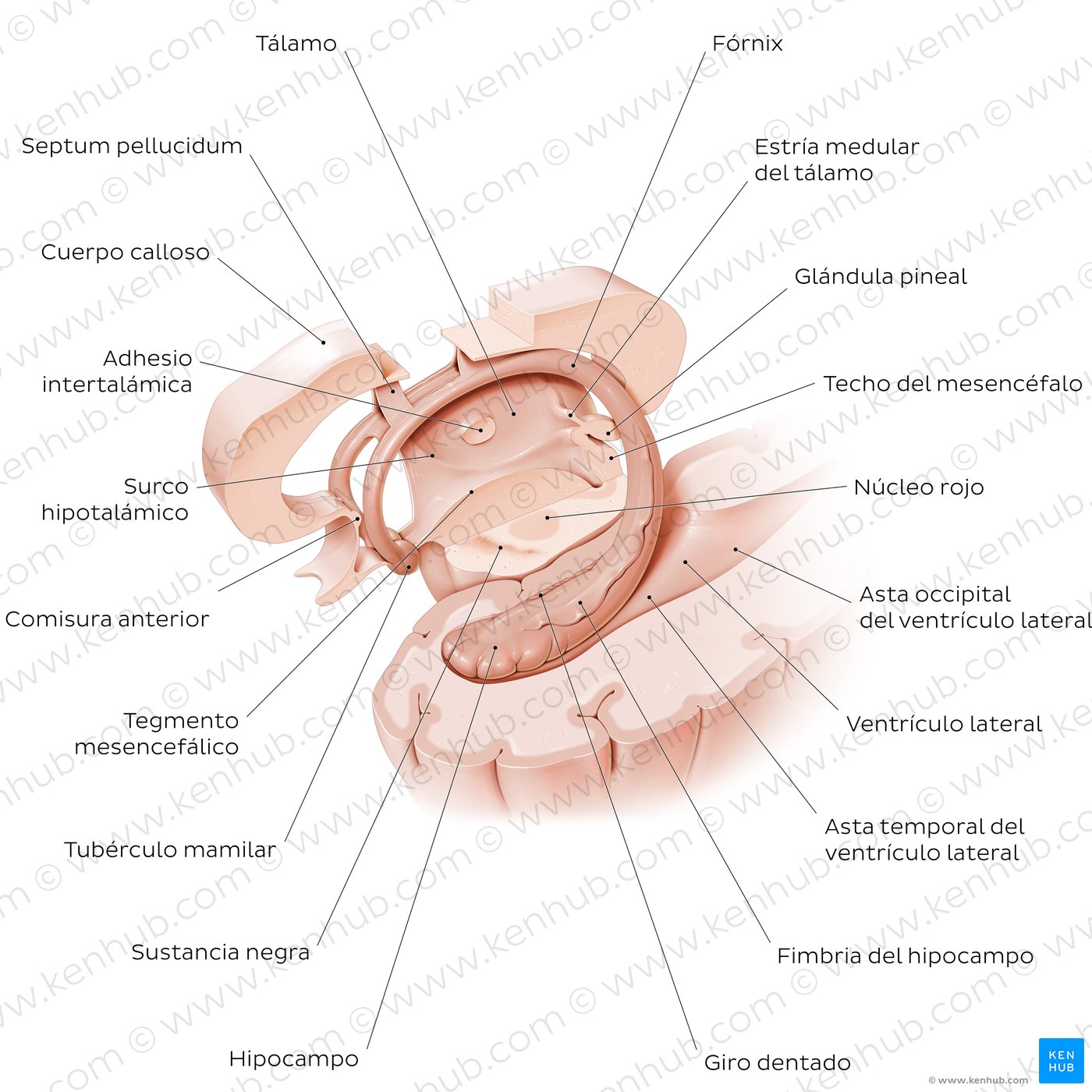 Hipocampo y fórnix