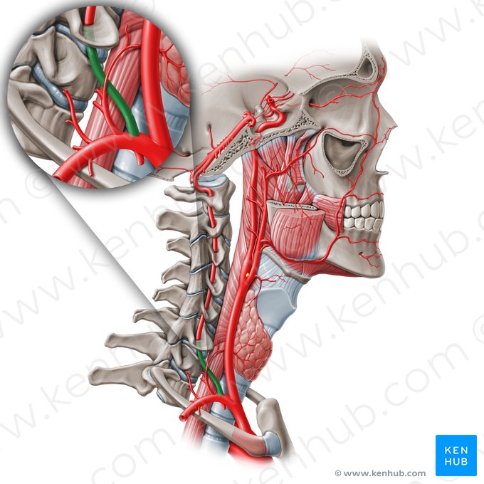 Segmento extra-óseo de la artéria vertebral (V1) (Pars prevertebralis arteriae vertebralis (V1)); Imagen: Paul Kim