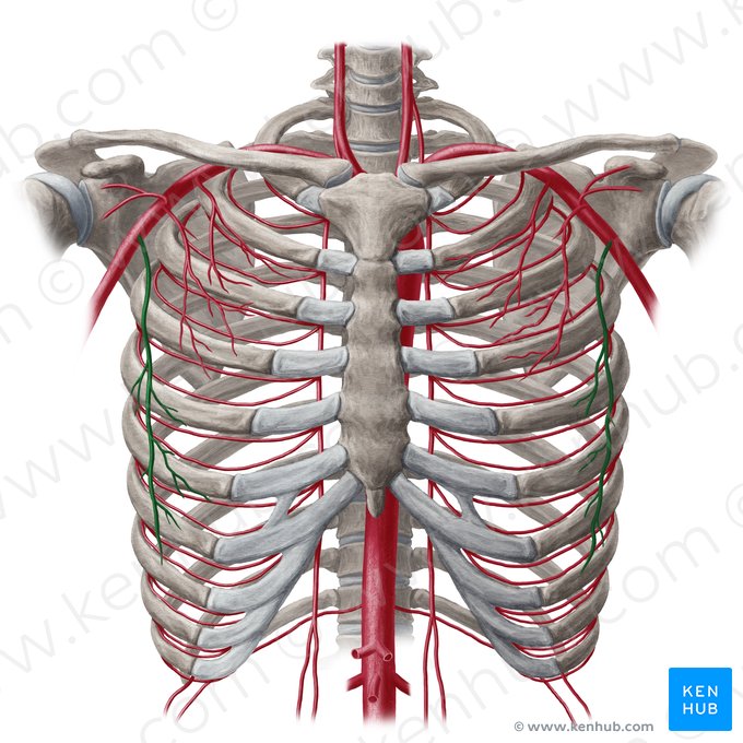 Artéria torácica lateral (Arteria thoracica lateralis); Imagem: Yousun Koh