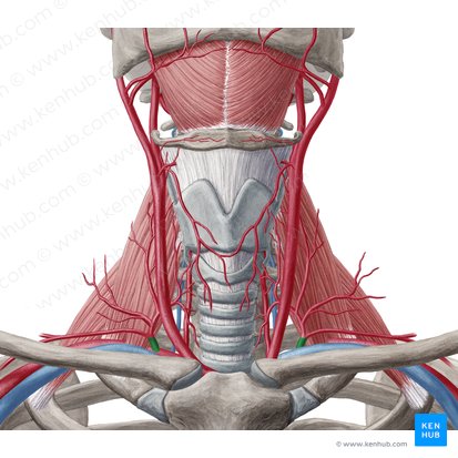 Tronco tireocervical (Truncus thyrocervicalis); Imagem: Yousun Koh