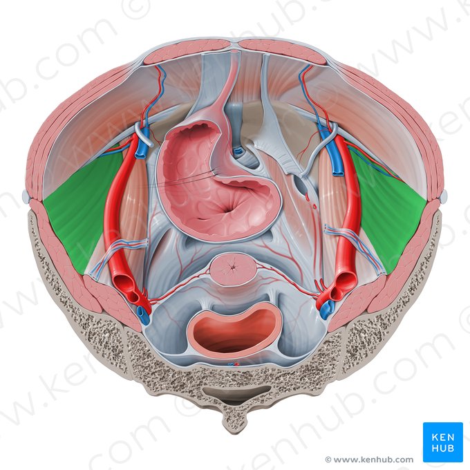 Iliac fascia (Fascia iliaca); Image: Paul Kim