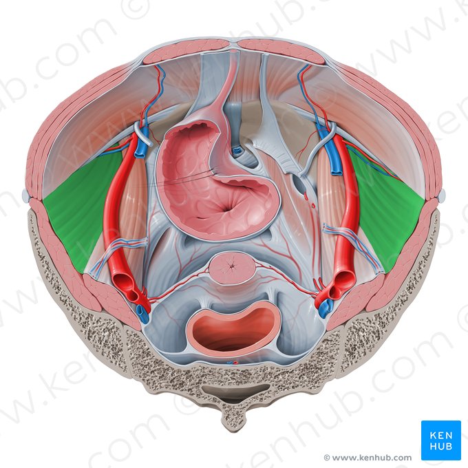 Fáscia ilíaca (Fascia iliaca); Imagem: Paul Kim