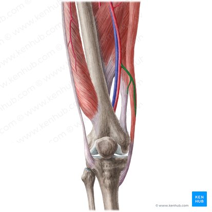 Artéria descendente do joelho (Arteria descendens genus); Imagem: Liene Znotina