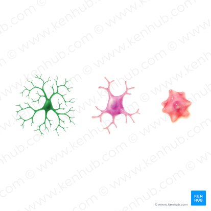 Ramified (resting) microglia; Image: Paul Kim