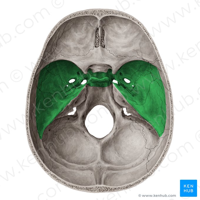Middle cranial fossa (Fossa media cranii); Image: Yousun Koh