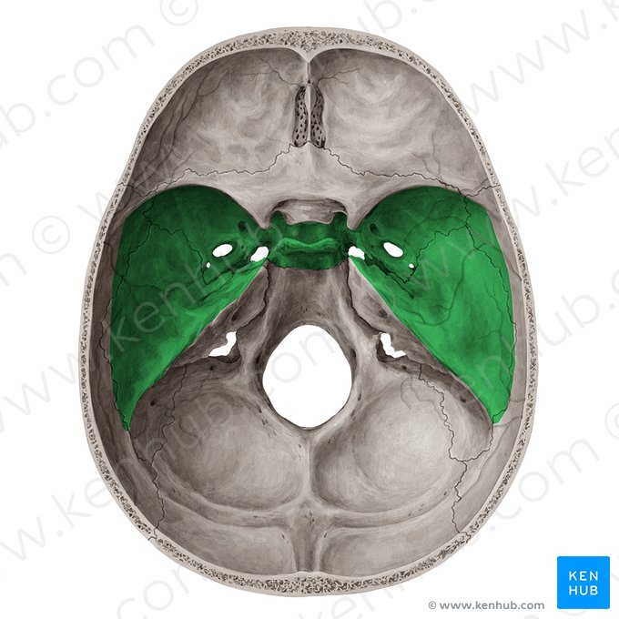 Fosa craneal media (Fossa media cranii); Imagen: Yousun Koh