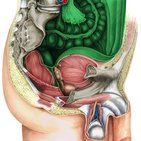 Peritoneum and peritoneal cavity