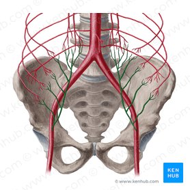 Inferior epigastric artery (Arteria epigastrica inferior); Image: Yousun Koh