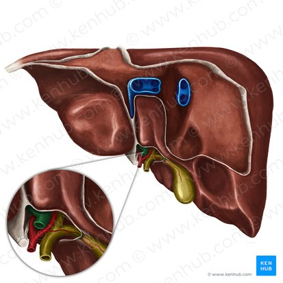 Vena portae hepatis (Leberpfortader); Bild: Irina Münstermann