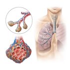 Bronchial tree and alveoli