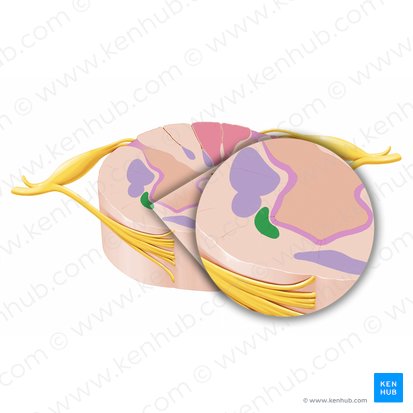 Tracto espinorreticular lateral (Tractus reticulospinalis lateralis); Imagen: Paul Kim