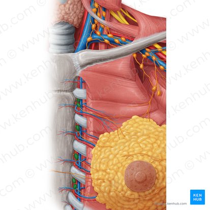 Nodi lymphoidei parasternales (Parasternale Lymphknoten); Bild: Samantha Zimmerman