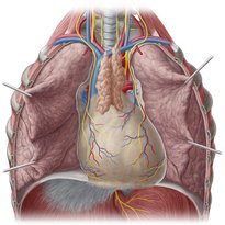 Pulmones