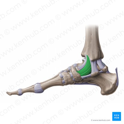 Ligamento tibionavicular (Ligamentum tibionaviculare); Imagen: Paul Kim