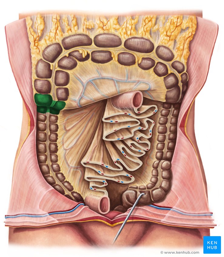 Right colic flexure - ventral view