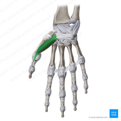 Superficial head of flexor pollicis brevis muscle (Caput superficiale musculi flexoris pollicis brevis); Image: Yousun Koh