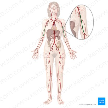 Artéria braquial (Arteria brachialis); Imagem: Begoña Rodriguez