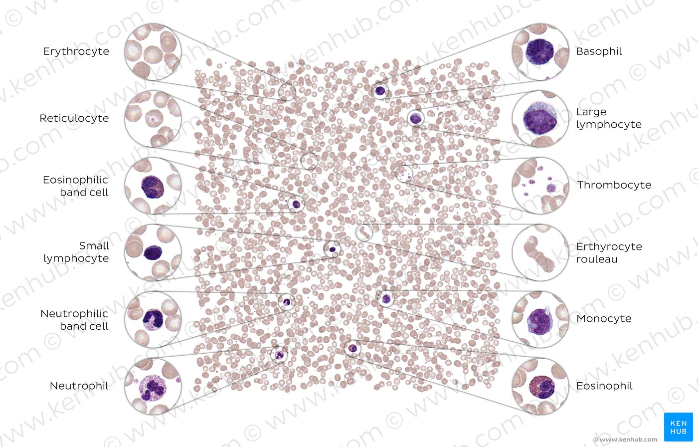 Blood smear