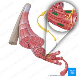 Types of muscle cells: Characteristics, location, roles | Kenhub