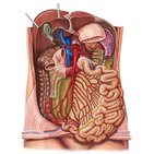 Arterien und Venen des Dünndarms