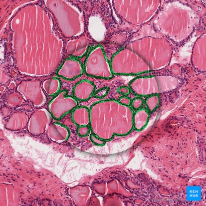 Epithelium simplex cuboideum (Isoprismatisches Epithel); Bild: 