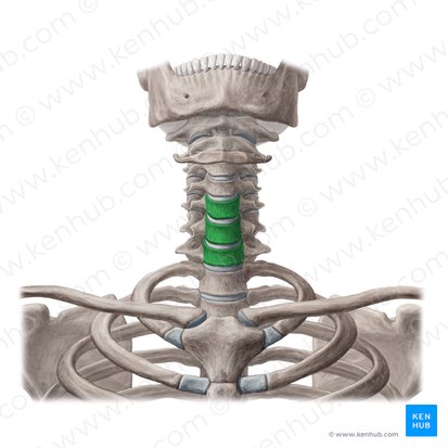 Cuerpos vertebrales de C5-C7 (Corpora vertebrarum C5-C7); Imagen: Yousun Koh