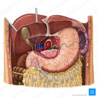 Splenic artery (Arteria splenica); Image: Irina Münstermann